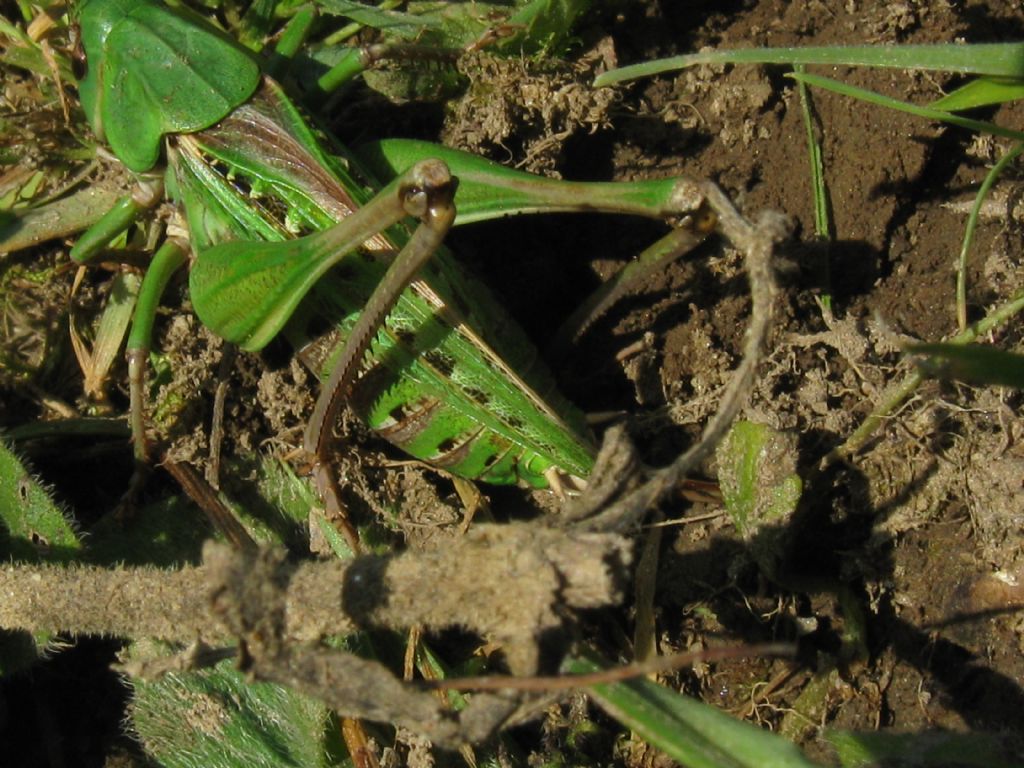 Acrididae...? No, Tettigoniidae : Decticus verrucivorus