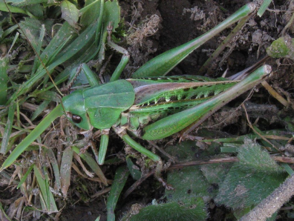 Acrididae...? No, Tettigoniidae : Decticus verrucivorus