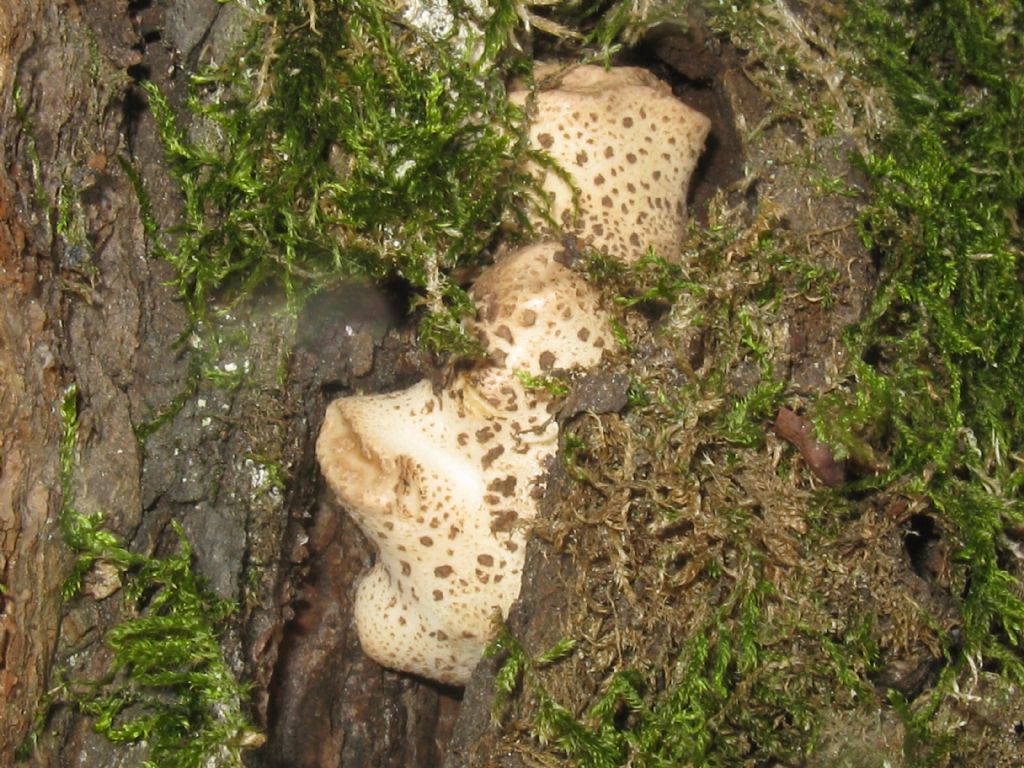 Quale fungo lignicolo?