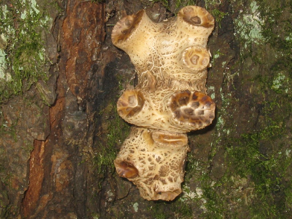 Quale fungo lignicolo?