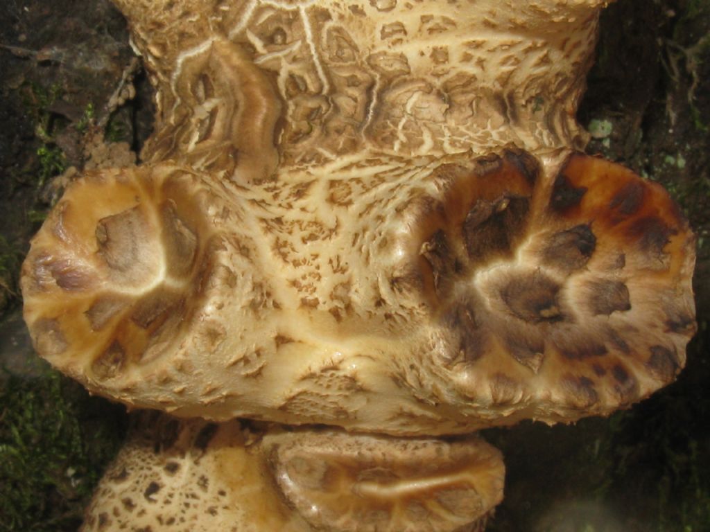 Quale fungo lignicolo?