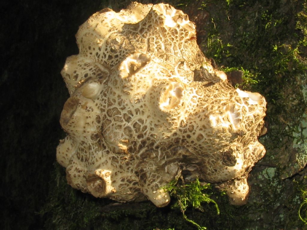 Quale fungo lignicolo?