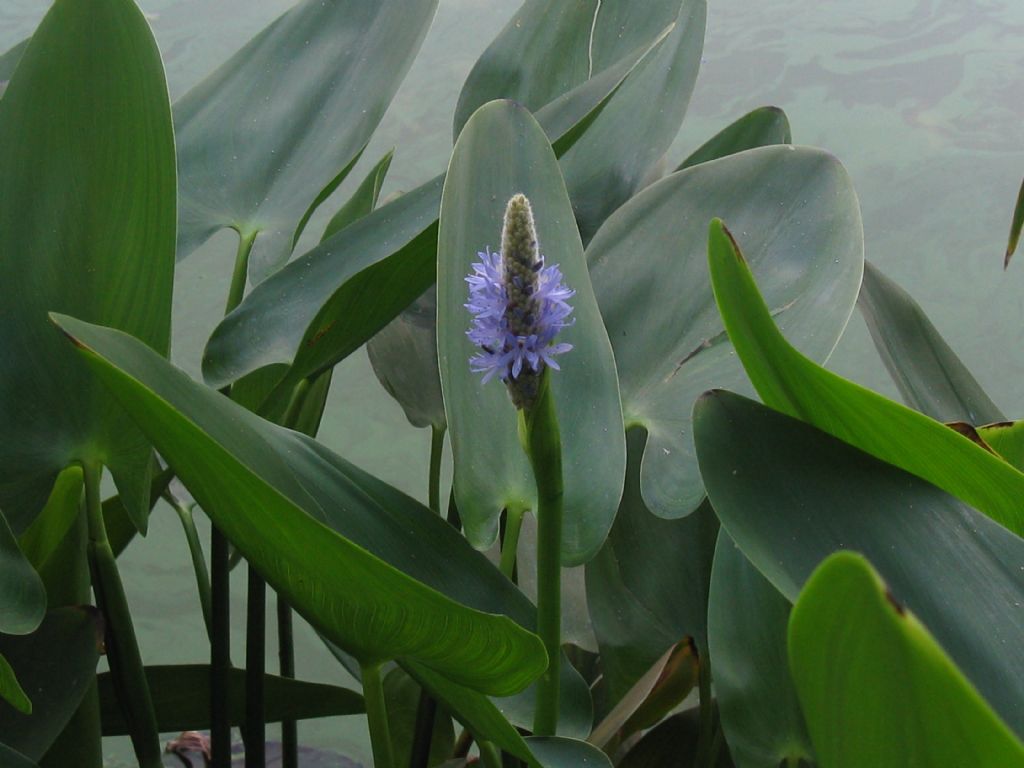 Pontederia cordata / Pontederia