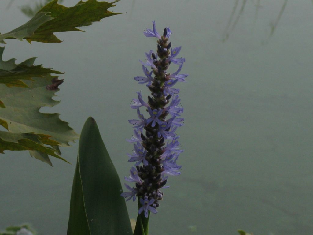 Pontederia cordata / Pontederia