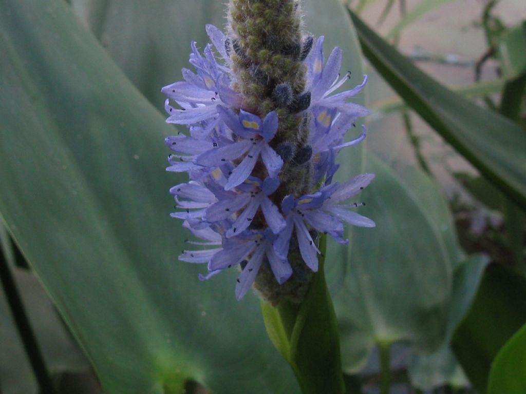 Pontederia cordata / Pontederia