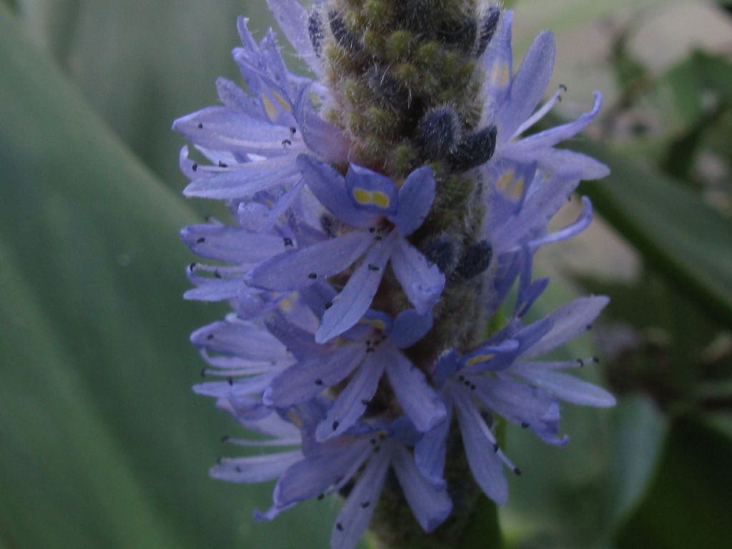 Pontederia cordata / Pontederia