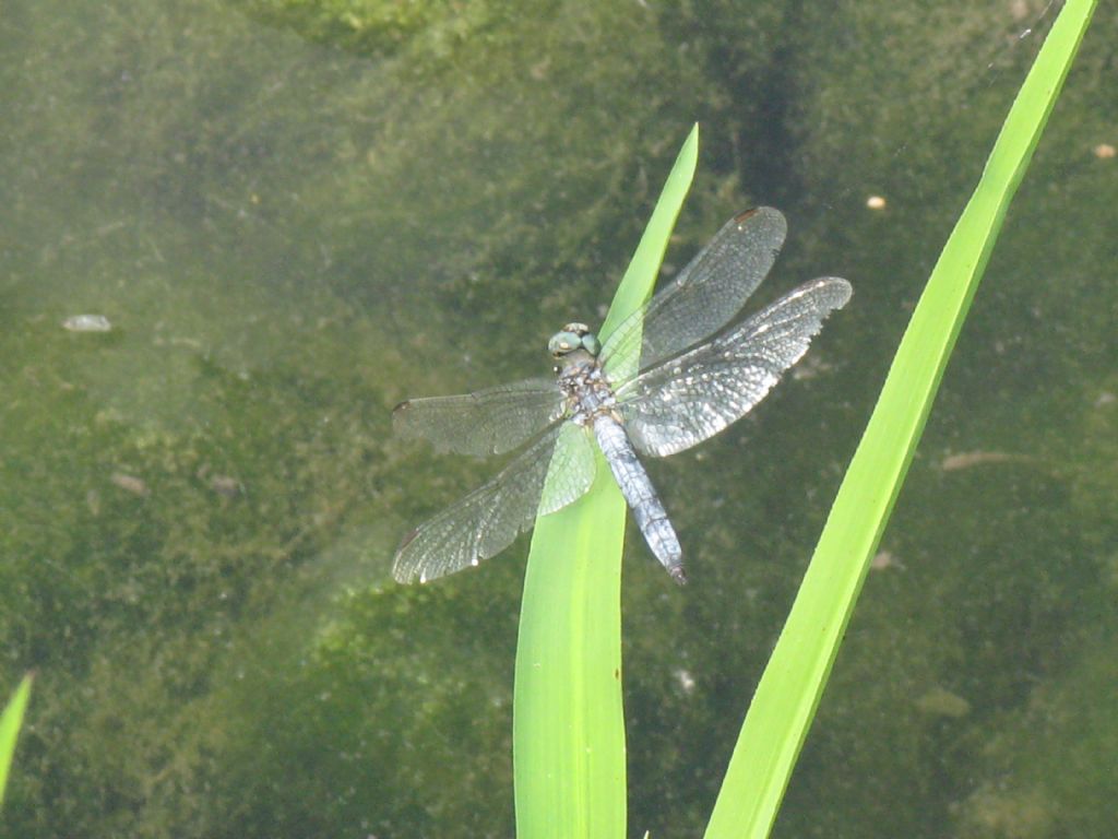 Orthetrum ...? coerulescens