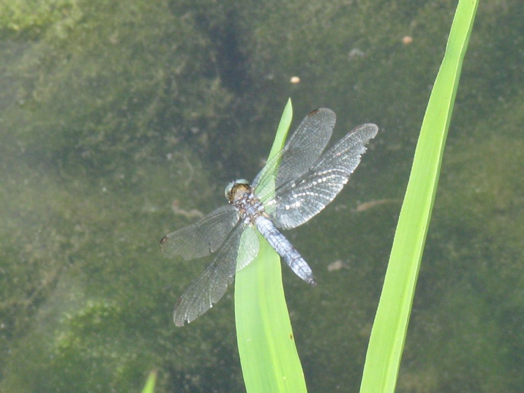 Orthetrum ...? coerulescens