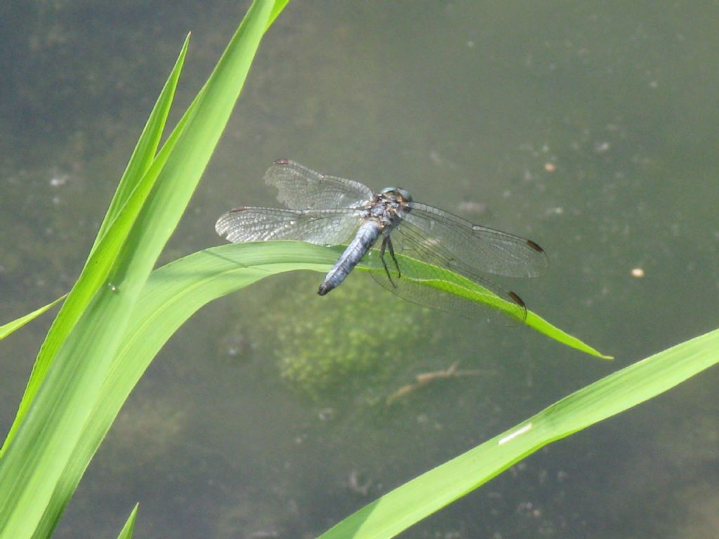 Orthetrum ...? coerulescens