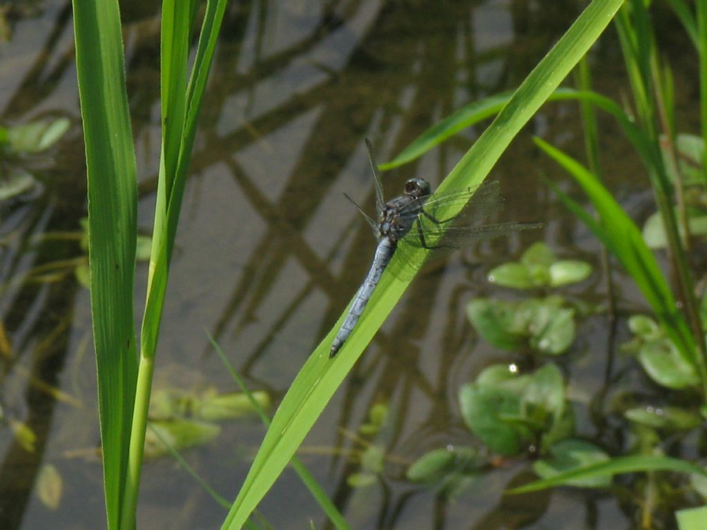 Orthetrum ...? coerulescens