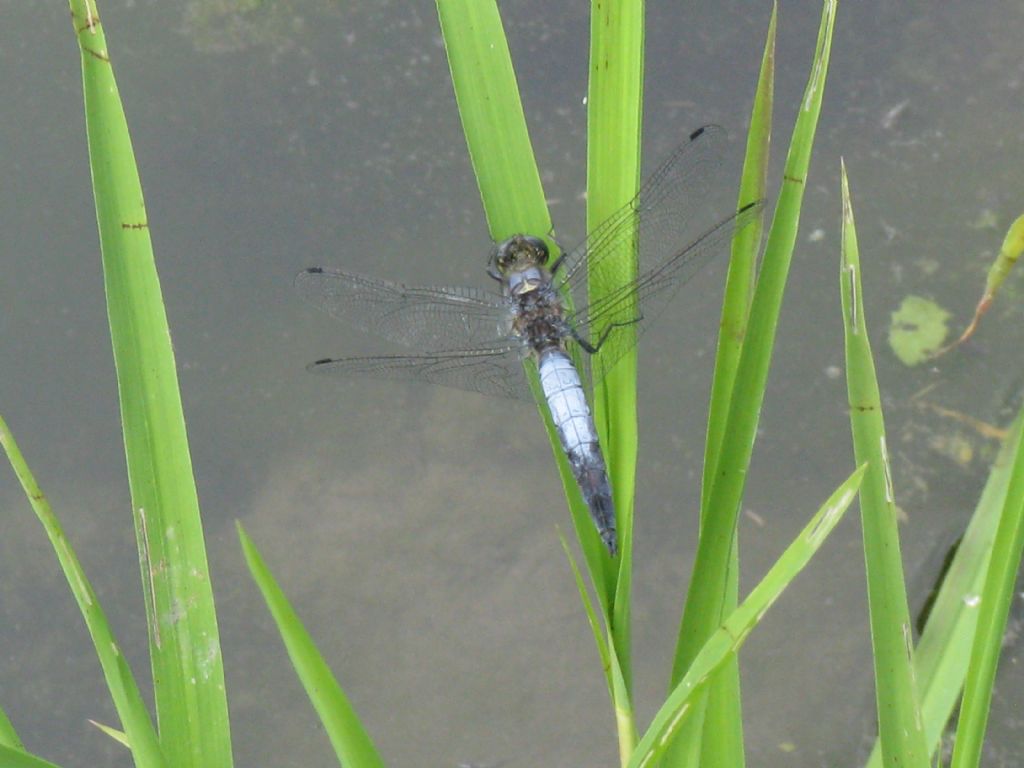 Orthetrum cancellatum