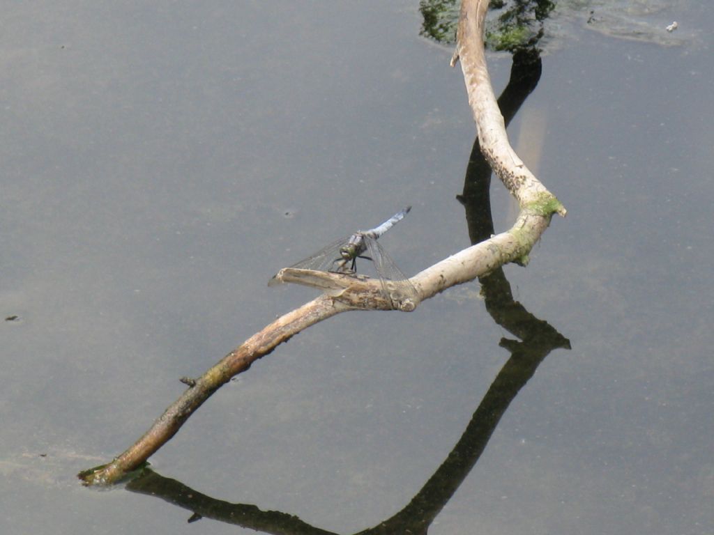 Orthetrum cancellatum