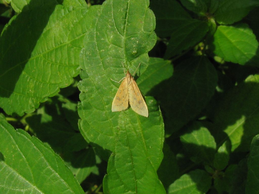 Crambidae: Nomophila noctuella? No, Udea ferrugalis