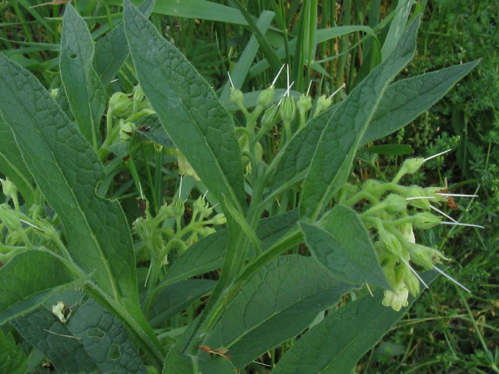 Symphytum tuberosum?  No! Symphytum officinale L.