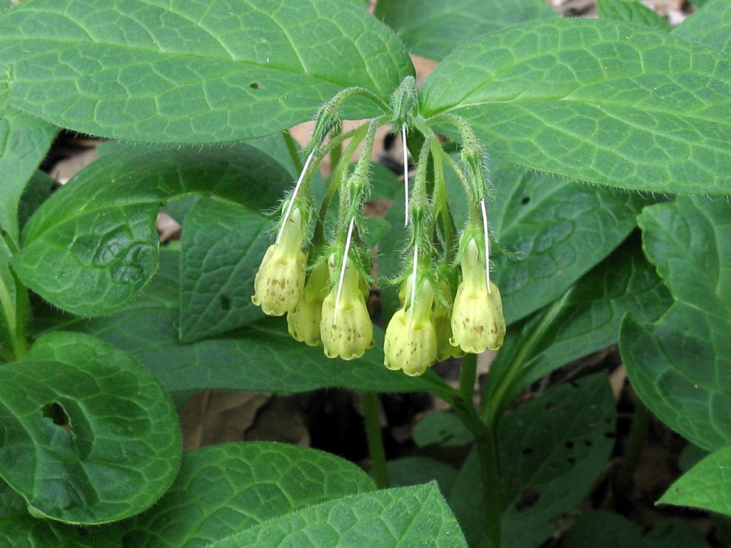 Symphytum tuberosum