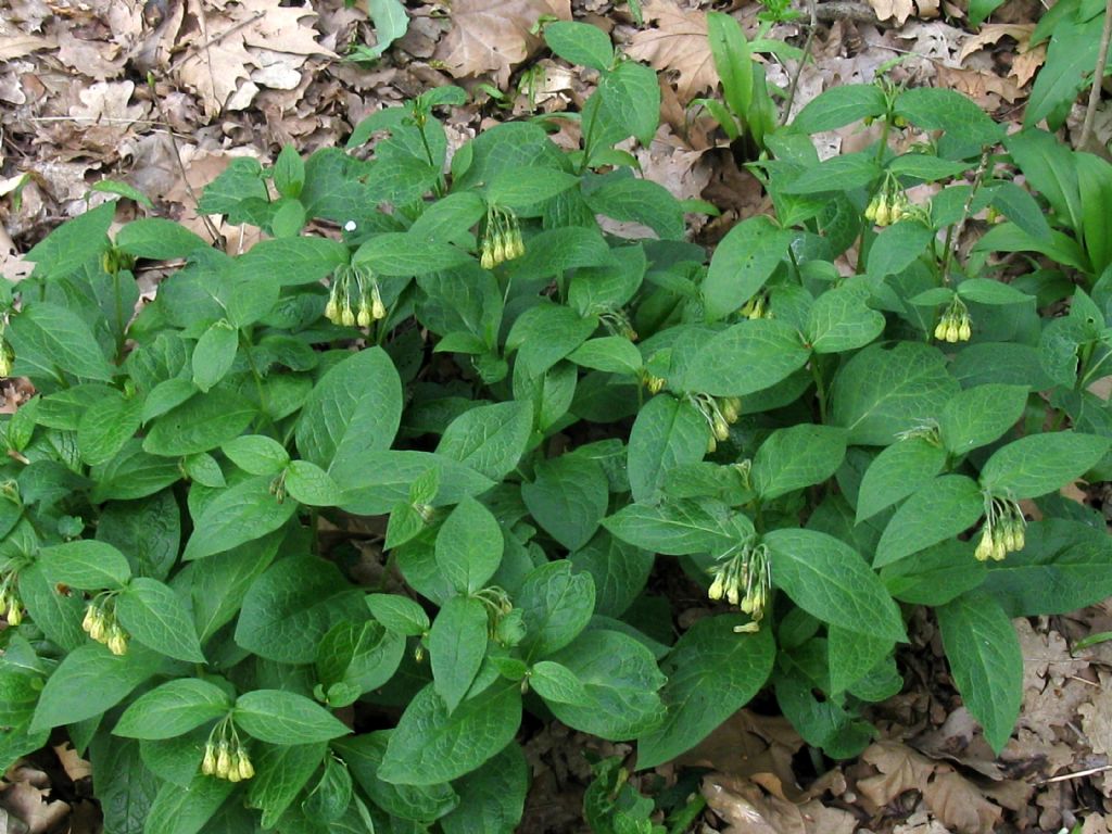 Symphytum tuberosum