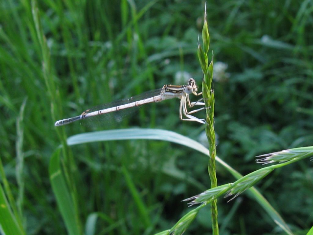 Platycnemis pennipes M immaturo?