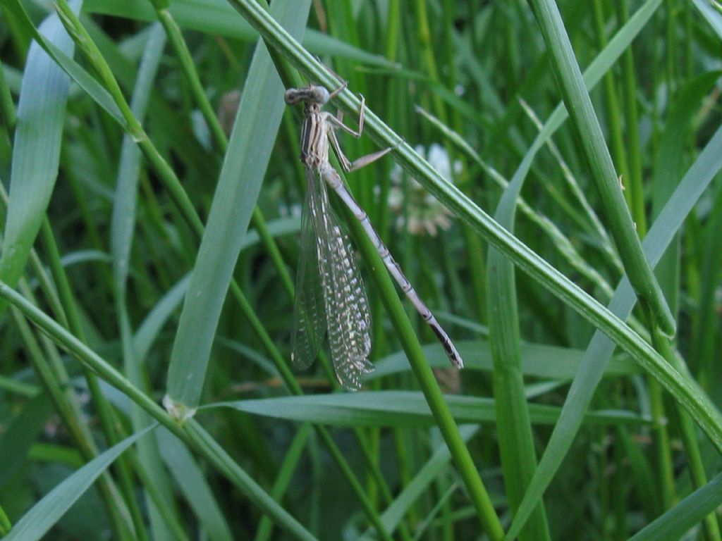 Platycnemis pennipes M immaturo?