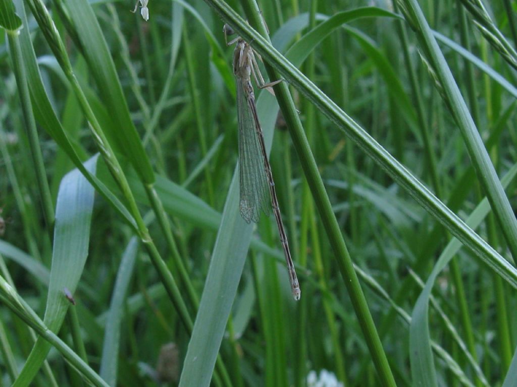 Platycnemis pennipes M immaturo?