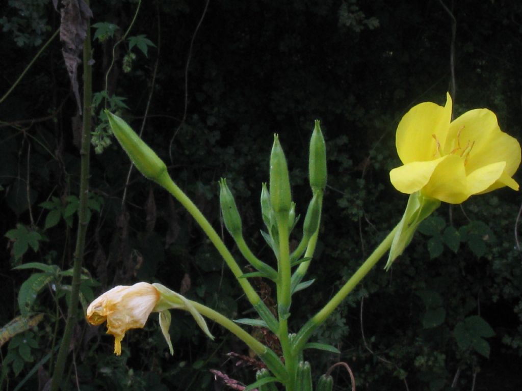 Oenothera...?