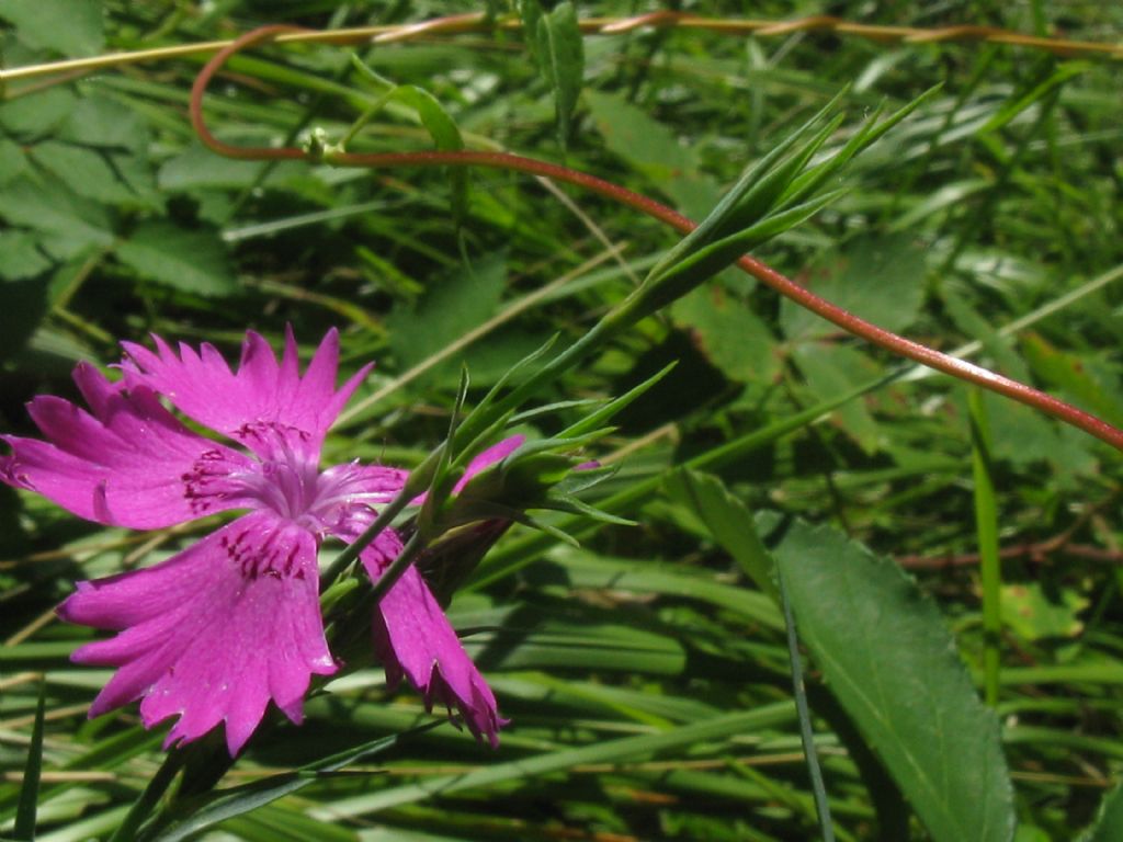 Dianthus seguieri (Caryophyllaceae)