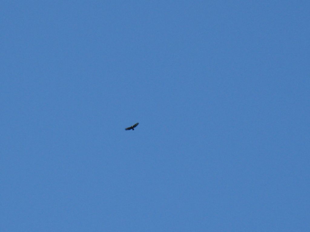 Rapace identificabile? quasi certamente Poiana