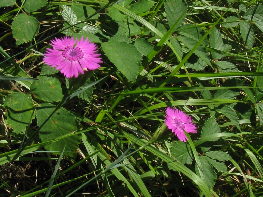 Dianthus seguieri (Caryophyllaceae)