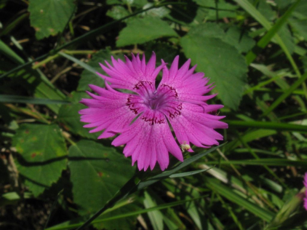 Dianthus seguieri (Caryophyllaceae)