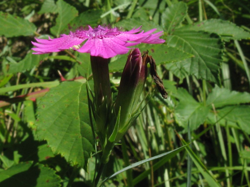 Dianthus seguieri (Caryophyllaceae)