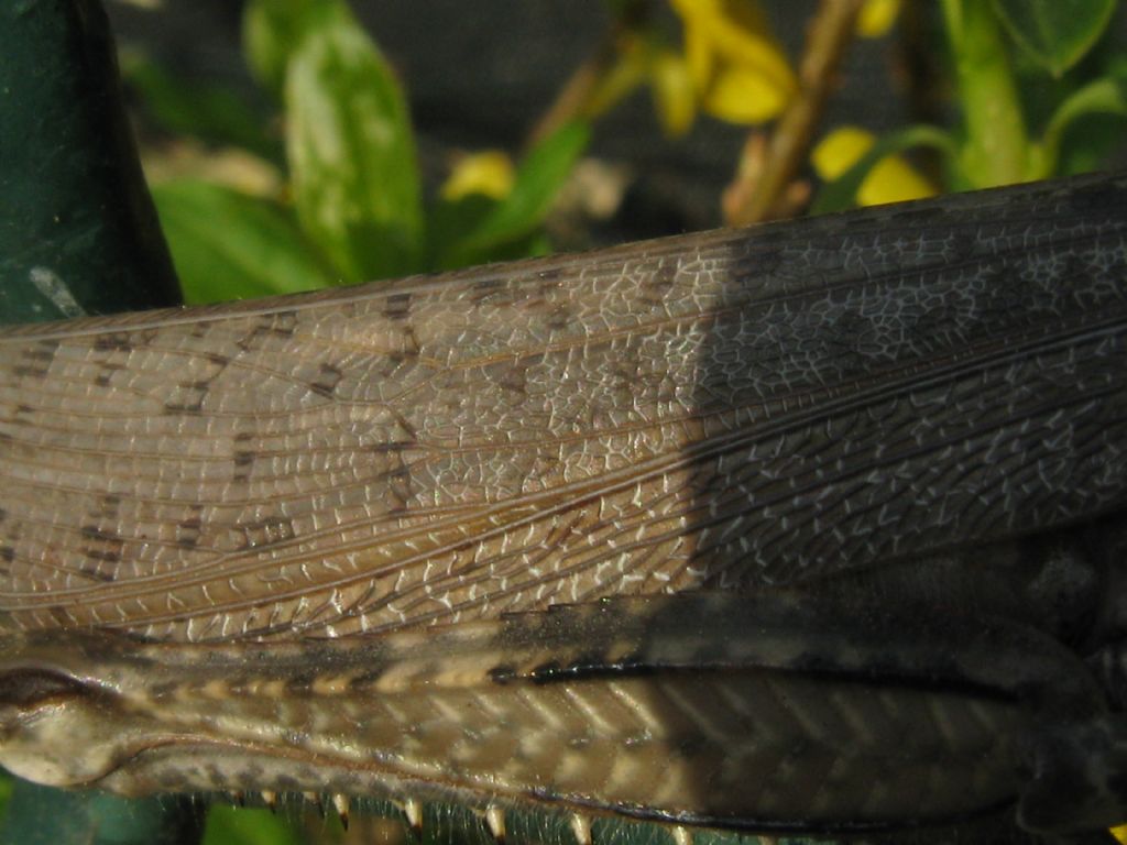 Anacridium aegyptium? S !
