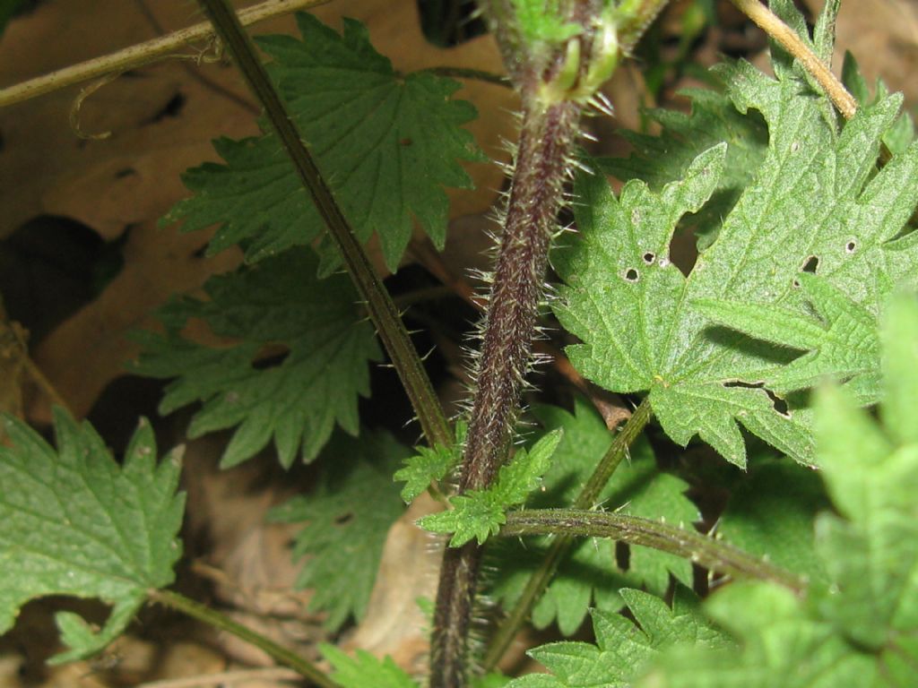 Quale ortica?  Urtica cfr. urens