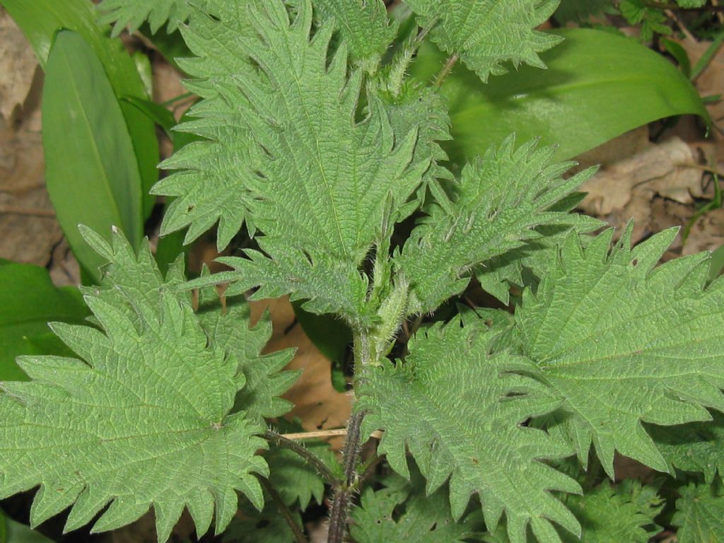 Quale ortica?  Urtica cfr. urens