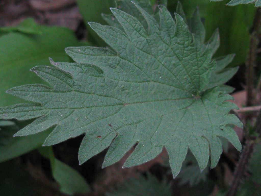 Quale ortica?  Urtica cfr. urens