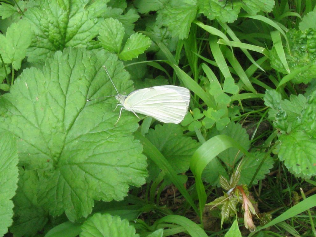 Pieris napi?... Pieris sp.