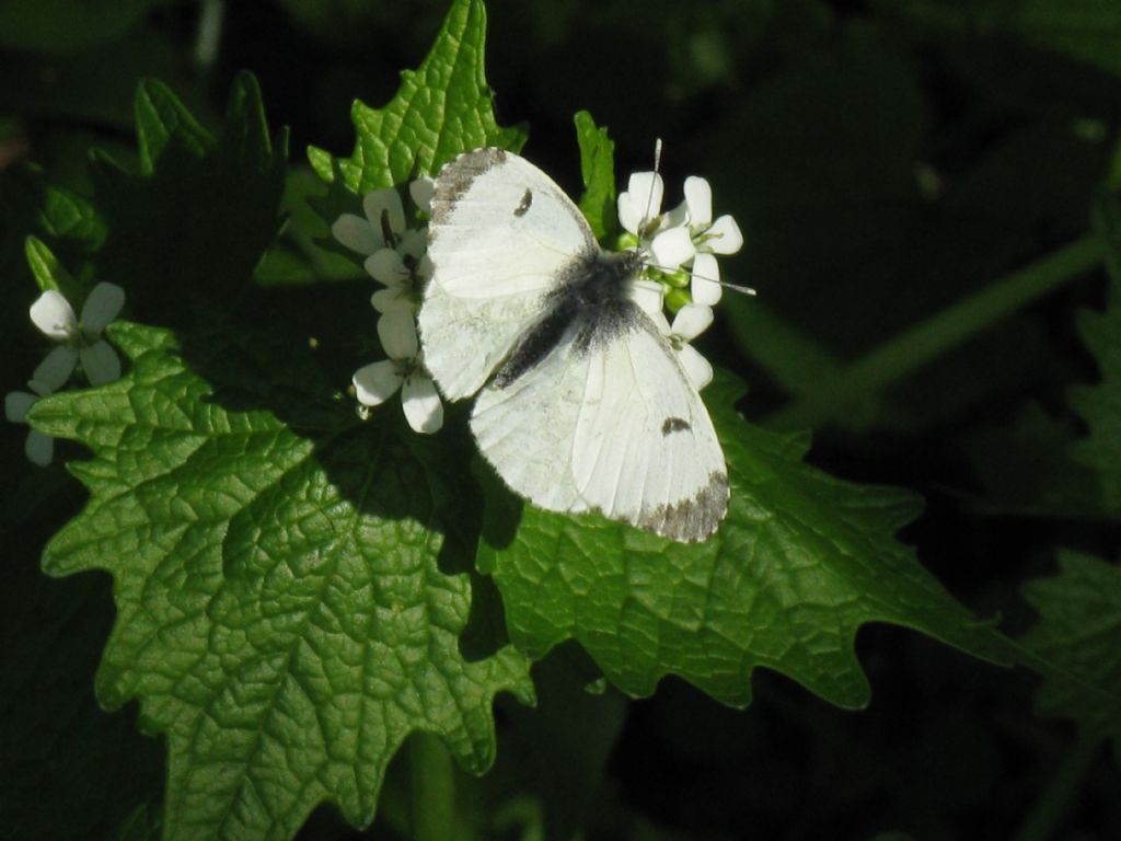 Pieris mannii M?  No, Anthocharis cardamines, femmina