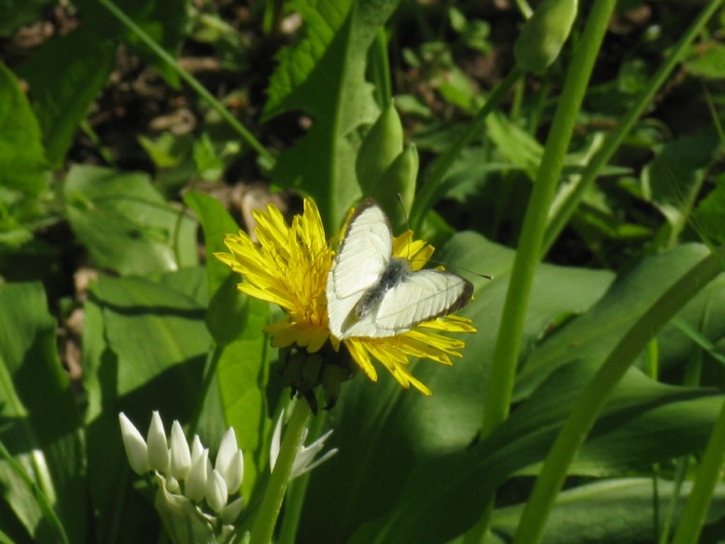 Pieris brassicae? S !