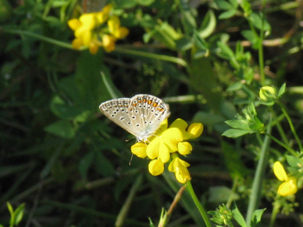 Polyommatus icarus M?  ... F !