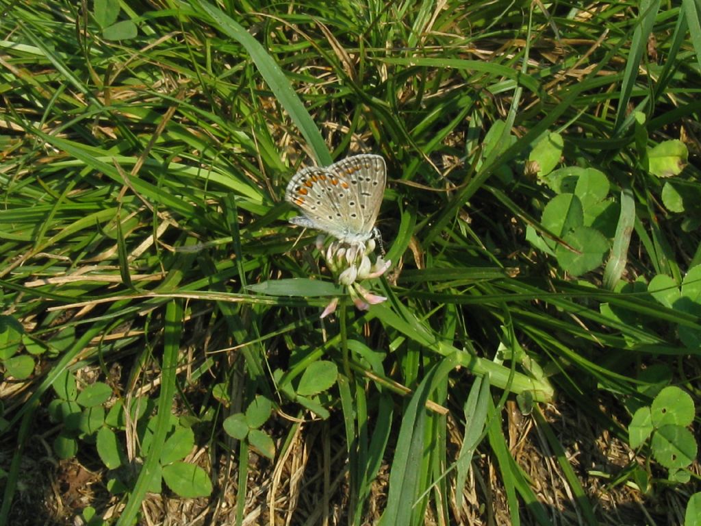 Polyommatus icarus M?  ... F !