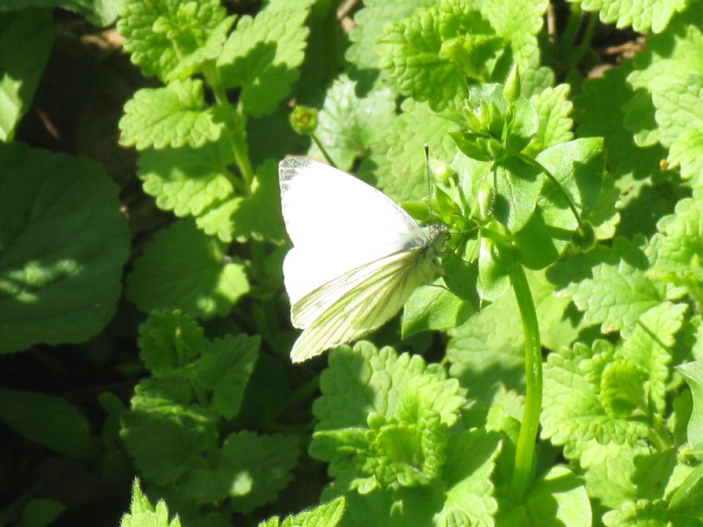 Pieris brassicae M?  No, Pieris napi