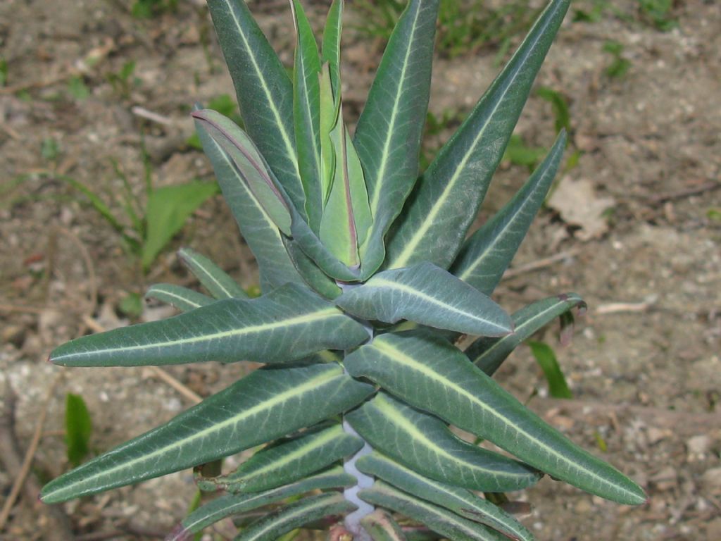 Euphorbia lathyris? S.