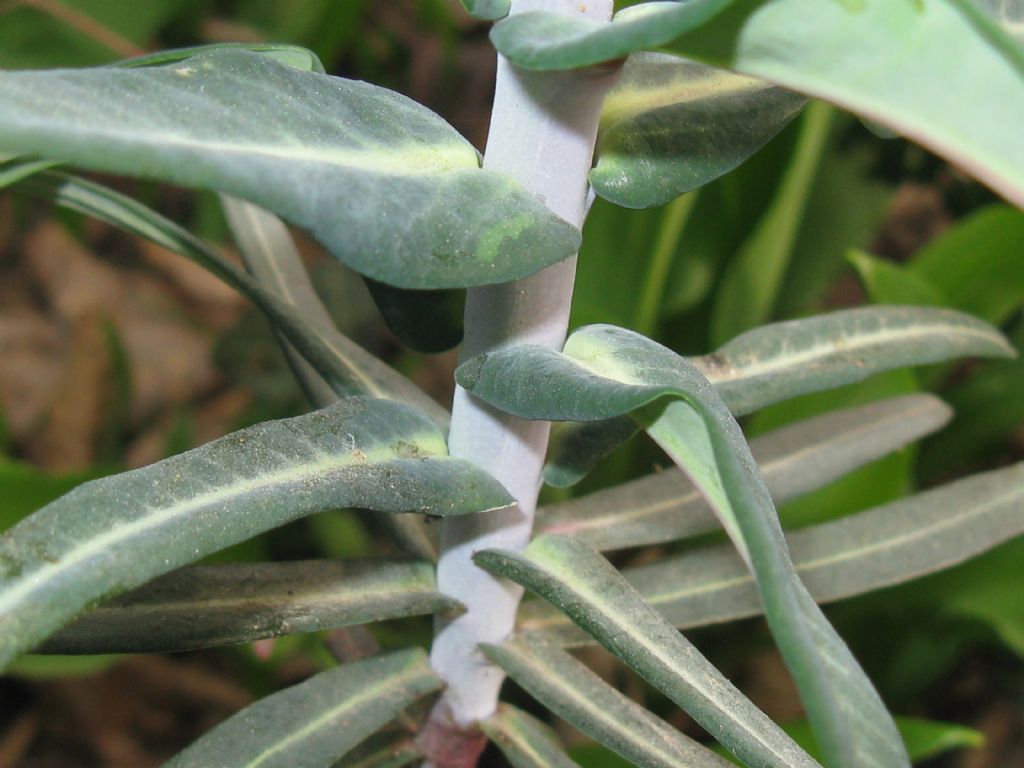 Euphorbia lathyris? S.