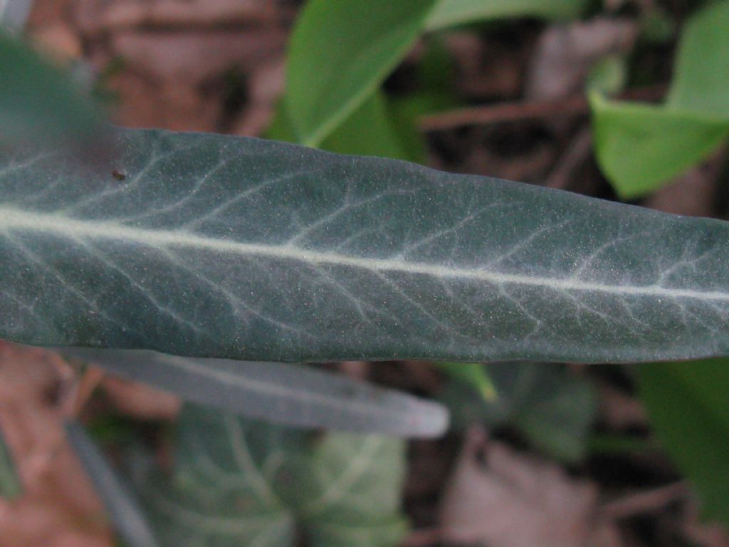Euphorbia lathyris? S.