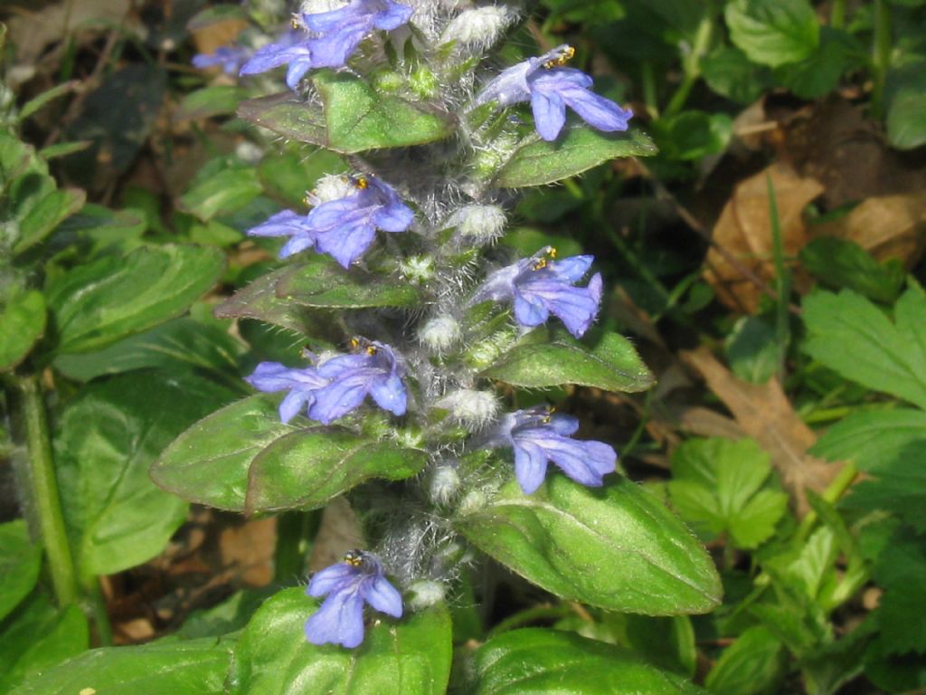 Ajuga reptans?