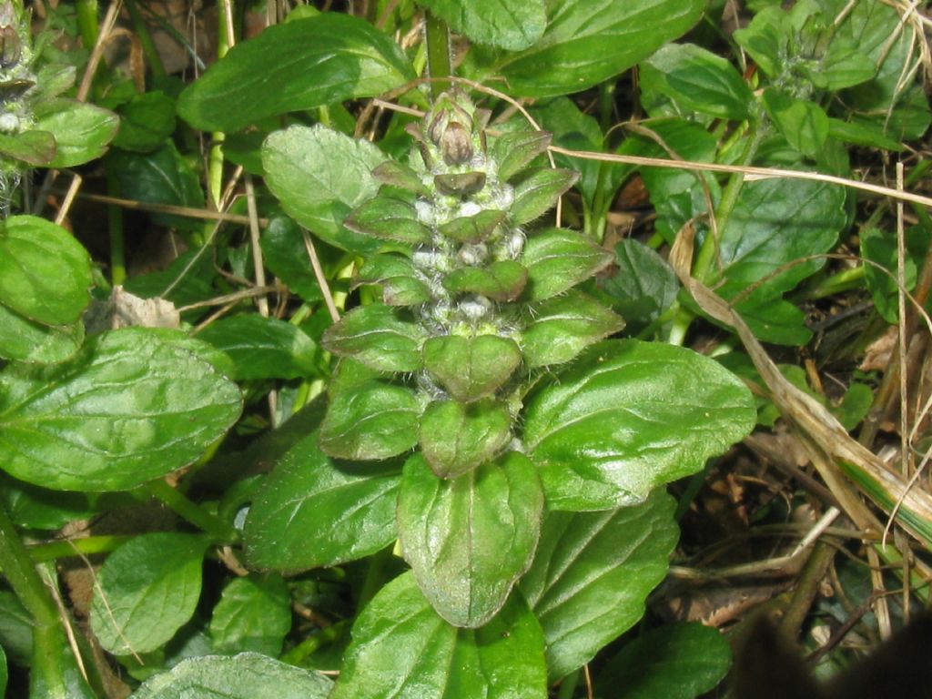 Ajuga reptans?