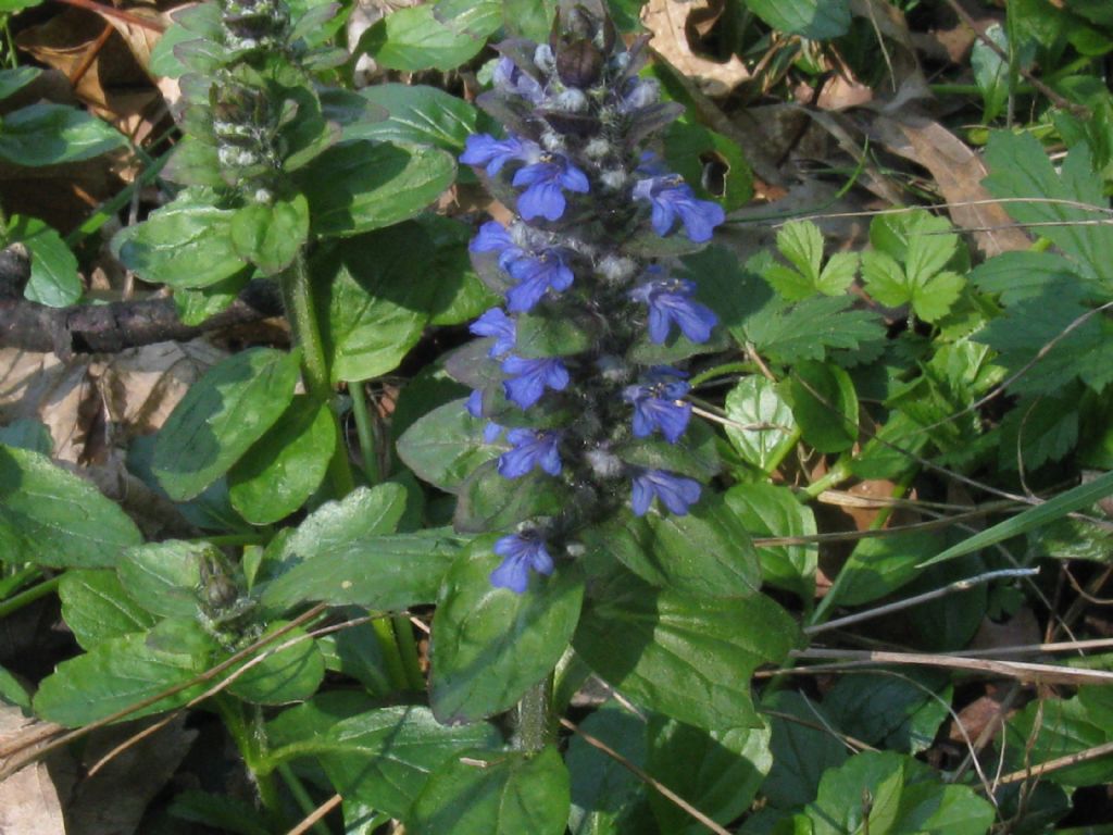 Ajuga reptans?