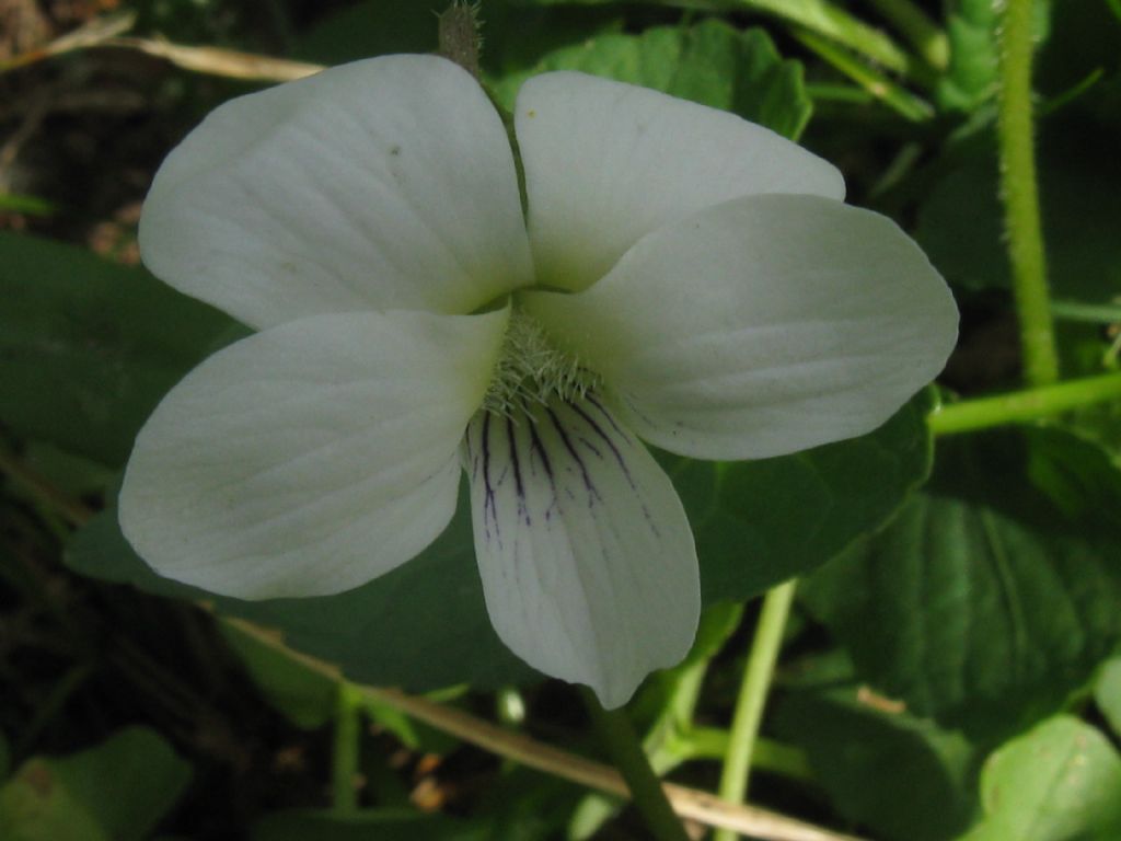 Viola sororia (Violaceae)