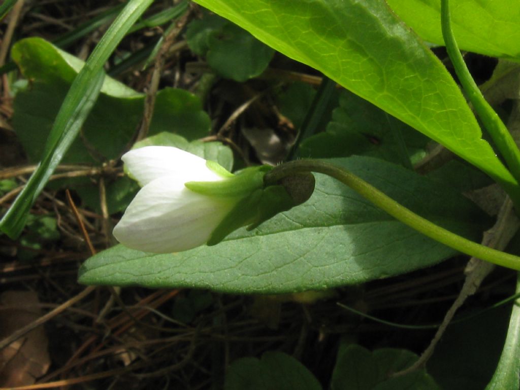 Viola sororia (Violaceae)