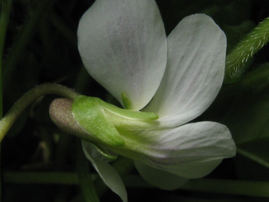 Viola sororia (Violaceae)