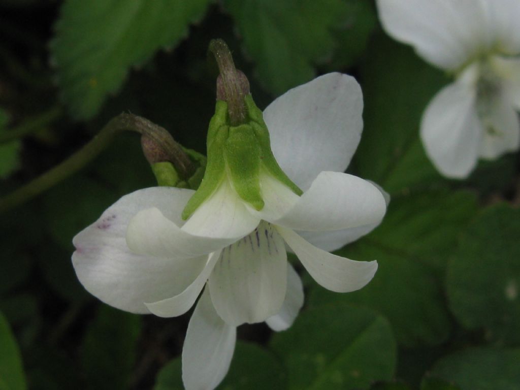 Viola sororia (Violaceae)