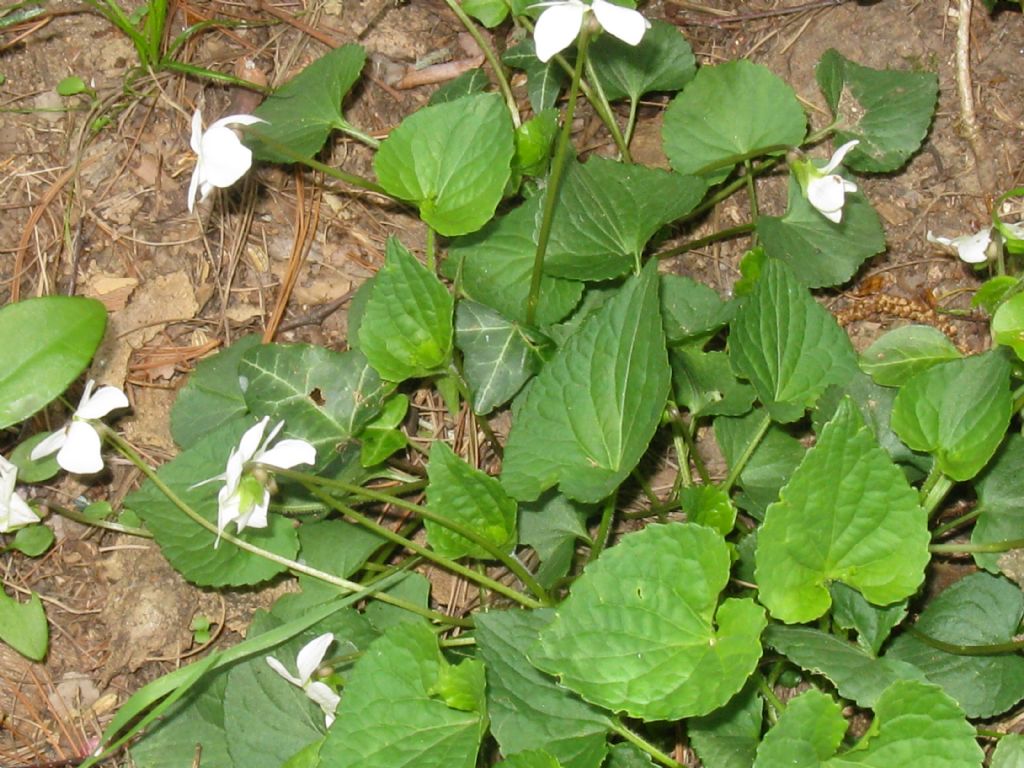 Viola sororia (Violaceae)